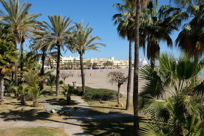 Scenic view of palm trees and building against sky
