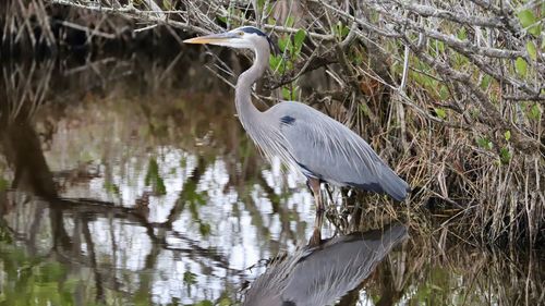 High angle view of gray heron perching on a lake