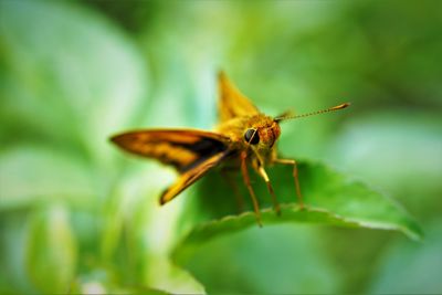 Close-up of butterfly pollinating on leaf