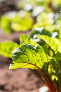 Close-up of fresh green plant