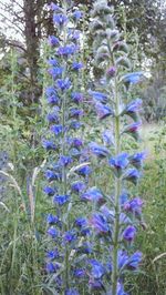 Close-up of purple flowers blooming in field