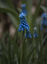 Close-up of purple flowering plant