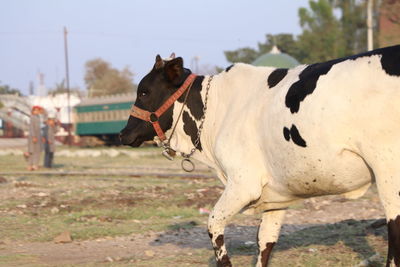 Close-up of cow on field against sky