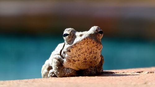 Close-up of frog on retaining wall