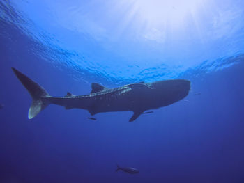 Low angle view of whale shark underwater