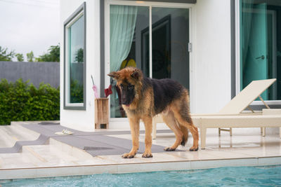 Dog standing by swimming pool in building