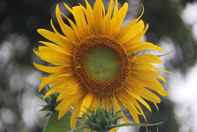 Close-up of sunflower