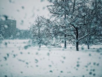 Bare trees on snow covered landscape