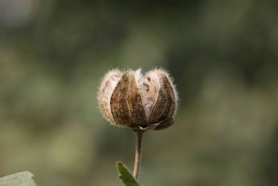 Close-up of wilted plant