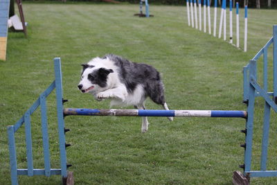 View of a dog running on grassland doing agility