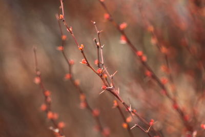 Close-up of dry leaves on plant