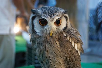 Close-up portrait of owl