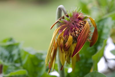 Close-up of purple flowering plant