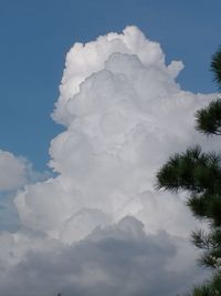 Low angle view of trees against sky