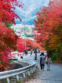 Japanese maple