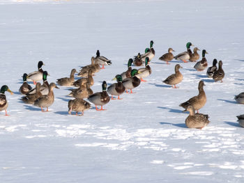 City ducks, flock of ducks on the ice of the lake