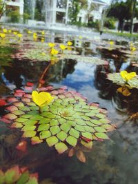 Close-up of lotus water lily