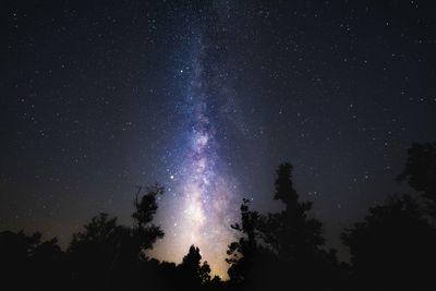 Low angle view of silhouette trees against star field milky way at night