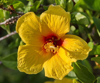 Close-up of yellow hibiscus flower