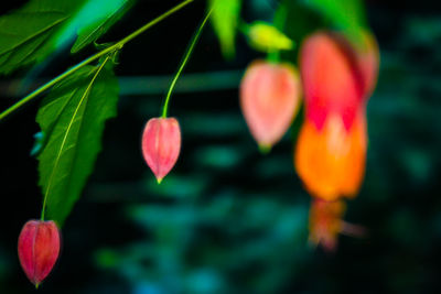 Close-up of red flowering plant