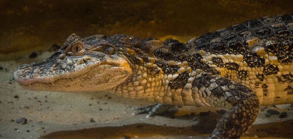 Side view of a turtle