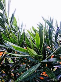 Close-up of wet plants on field against clear sky
