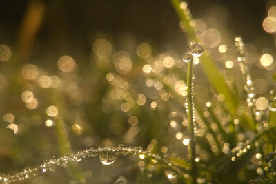 Close-up of wet plant