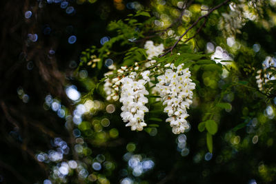 Close-up of white flowering plant