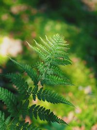 Close-up of pine tree