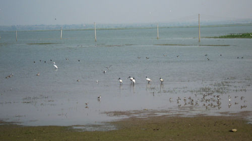 Flock of birds on sea shore