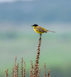 Close-up of bird perching on a plant