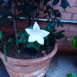 Close-up of potted plant