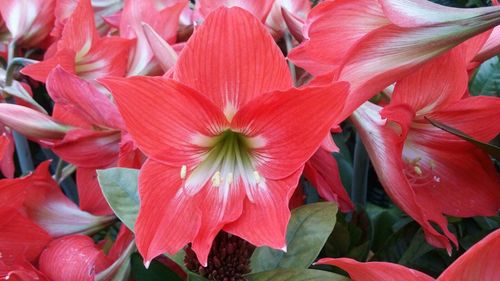 Close-up of red rose
