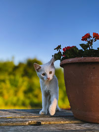 Cat looking away on potted plant