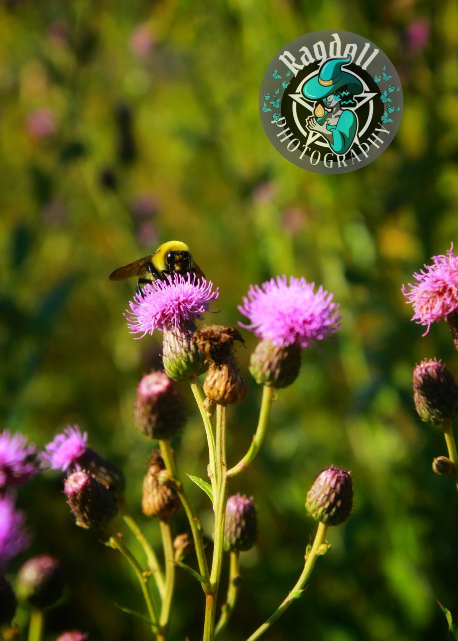 Cirsium Arvense & the Bee Outside Photography Bee Cirsium Arvense Summer Summertime Nature Photography Nature Maryland USA Photography Life