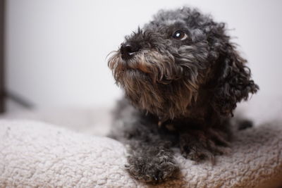 Close-up of a dog looking away