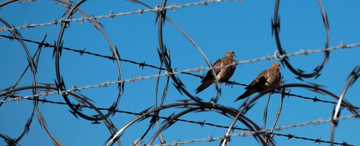 Low angle view of bird perching on bare tree against clear sky
