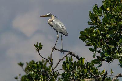 Bird perching on a branch