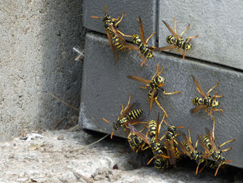 High angle view of insect on wall