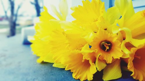 Close-up of yellow flower