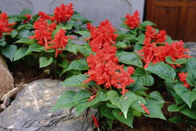High angle view of red flowers blooming outdoors