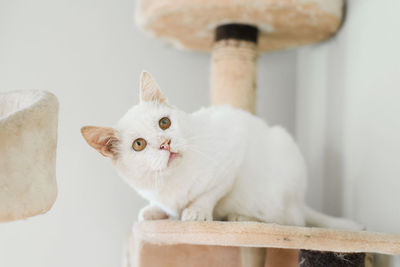 A white cat, who was rescued on the street, with a sore eye, sits in his house scratching post 