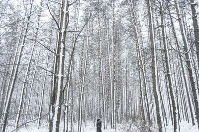 Bare trees in snow covered forest during winter