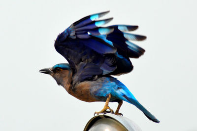 Low angle view of bird perching against the sky