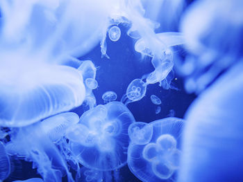 Close-up of jellyfish in water