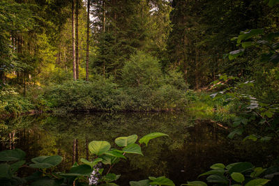 Scenic view of lake amidst trees in forest