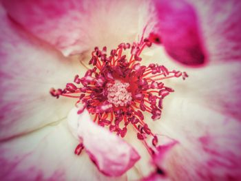 Full frame shot of pink flower blooming outdoors