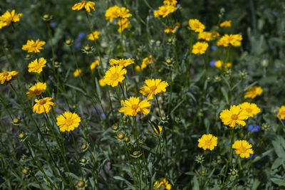 Close-up of yellow flowering plants on field