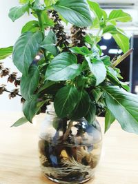 Close-up of plants on table