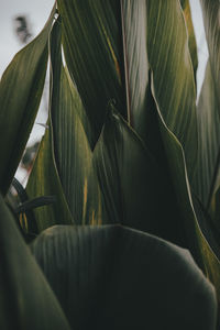 Close-up of leaves on plant